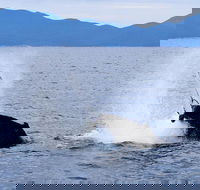 Wilsons Prom Whale Cruise - Attractions