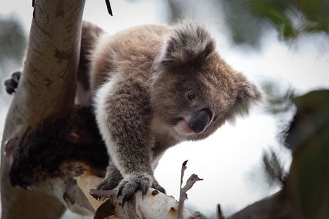 Phillip Island Nature Park Full-Day Tour From Melbourne - Attractions 1