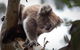 Phillip Island Nature Park Full-Day Tour From Melbourne - thumb 3