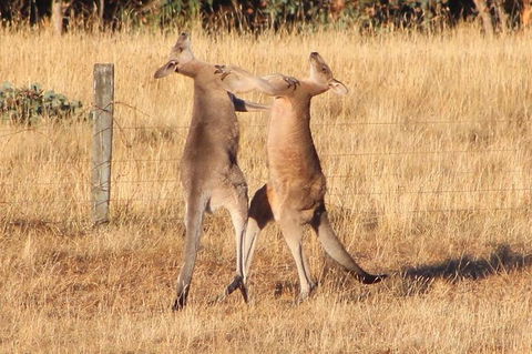 Great Ocean Road Small Group (8) Day Tour With Early Departure And Early Return - Attractions 11