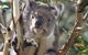 Great Ocean Road Small Group (8) Day Tour With Early Departure And Early Return - thumb 14
