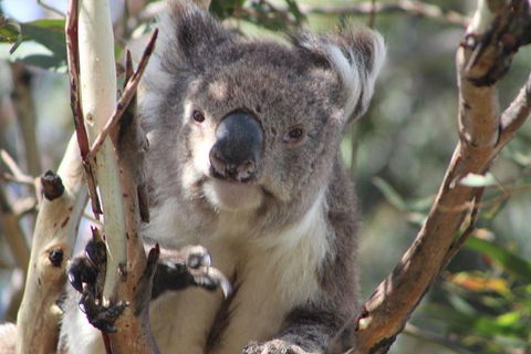 Great Ocean Road Small Group (8) Day Tour With Early Departure And Early Return - Attractions 14