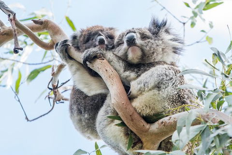 Great Ocean Road Grampians 3 Day National Park Tour Melbourne Roundtrip - Attractions 9