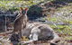 Great Ocean Road Grampians 3 Day National Park Tour Melbourne Roundtrip - thumb 6