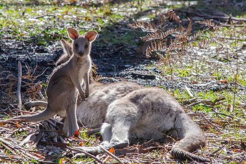 Great Ocean Road Grampians 3 Day National Park Tour Melbourne Roundtrip - Attractions 6