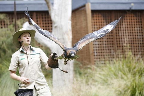 Healesville Sanctuary General Entry Ticket - Attractions 3