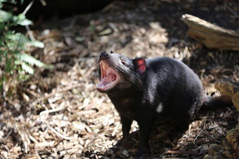 Healesville Sanctuary General Entry Ticket - Attractions 5