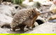 Healesville Sanctuary General Entry Ticket - thumb 4