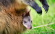 Healesville Sanctuary General Entry Ticket - thumb 9
