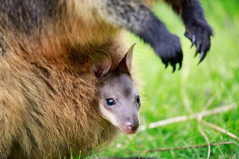 Healesville Sanctuary General Entry Ticket - Attractions 9