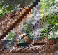 African Cat Encounter at Werribee Open Range Zoo - Attractions