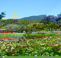 Blue Lotus Water Garden - Admission Ticket - Attractions
