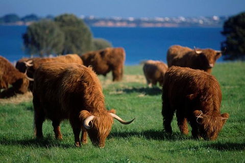 Phillip Island Churchill Island Heritage Farm: Entry Ticket - Attractions 1