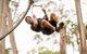 Surf Coast And Livewire Tour - thumb 5