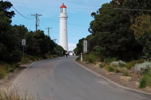 Surf Coast And Livewire Tour - Attractions 11