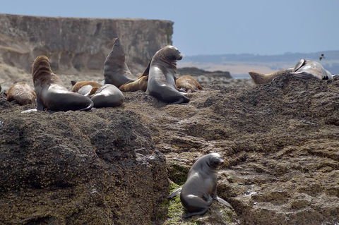 Phillip Island Wildlife Cruise With Optional Penguin Parade And 3 Park Pass - Attractions 1