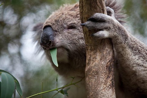 Phillip Island Koala Conservation Centre: Entry Ticket - Attractions 0