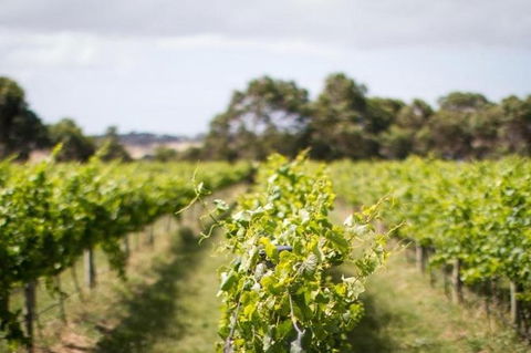 Phillip Island Wine Experience Tour - Attractions 0