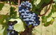 Wine Tasting Tour In The Yarra Valley - thumb 1