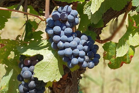 Wine Tasting Tour In The Yarra Valley - Attractions 1