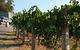 Wine Tasting Tour In The Yarra Valley - thumb 0