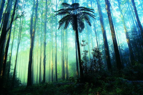 Half Day Puffing Billy Train Journey From Melbourne - Attractions 7