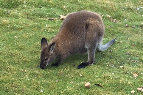 Cradle Mountain Day Tour From Launceston Including Lunch - Attractions 3