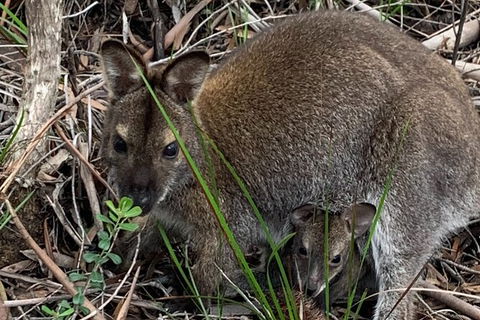 Wineglass Bay And Freycinet National Park Active Day Trip From Hobart - Attractions 32