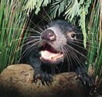 Hobart Shore Excursion Half Day Bonorong Wildlife Park with Richmond Tour - Attractions