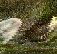Bruny Island premium private photo-oriented day tour from Hobart - Attractions