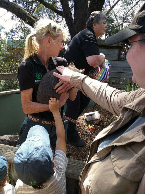 Private Bonorong Wildlife Sanctuary And Richmond 5 Hour Trip From Hobart - Attractions 5