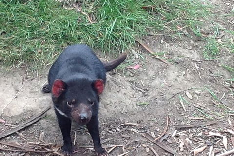 Private Bonorong Wildlife Sanctuary And Richmond 5 Hour Trip From Hobart - Attractions 0