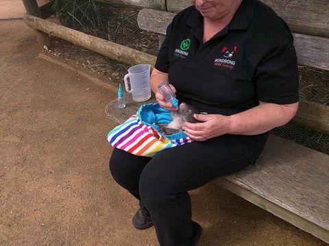 Private Bonorong Wildlife Sanctuary And Richmond 5 Hour Trip From Hobart - Attractions 2