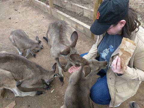 Private Bonorong Wildlife Sanctuary And Richmond 5 Hour Trip From Hobart - Attractions 3