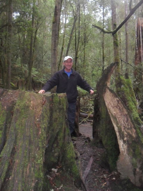 Mt Field National Park And Russell Falls From Hobart - Attractions 8