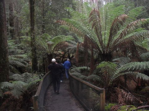 Mt Field National Park And Russell Falls From Hobart - Attractions 5