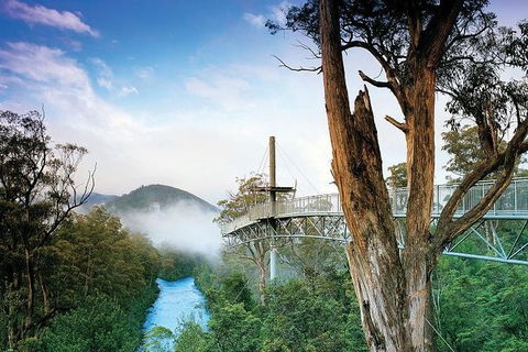 Cruise Ship Special From Hobart: Mt Wellington And Tahune AirWalk - Attractions 2