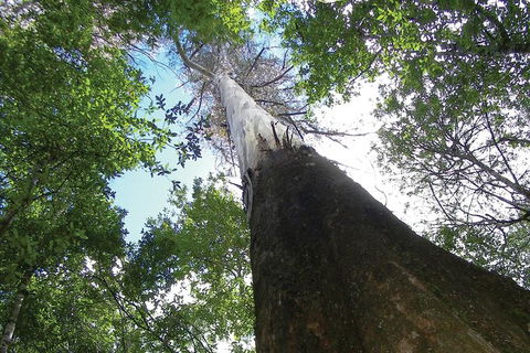 Private Mt Field National Park Day Trip From Hobart Including Salmon Ponds And Bonorong Wildlife Sanctuary - Attractions 1