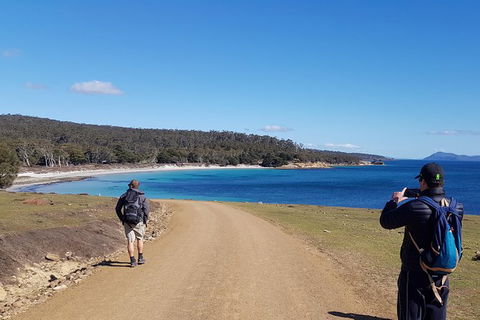 Maria Island National Park - Day Walk And Picnic Lunch - Attractions 14