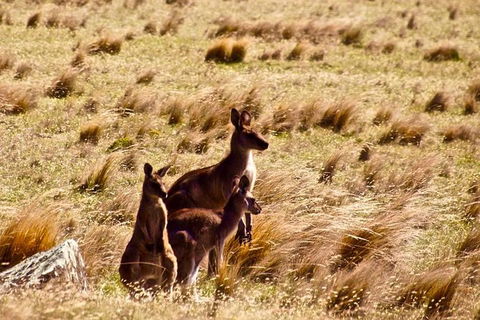 Maria Island National Park - Day Walk And Picnic Lunch - Attractions 9