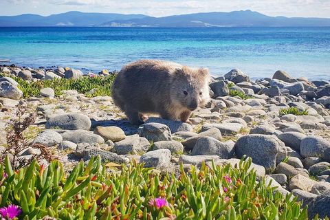 Maria Island National Park - Day Walk And Picnic Lunch - Attractions 7