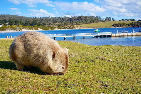 Maria Island National Park - Day Walk And Picnic Lunch - Attractions 21