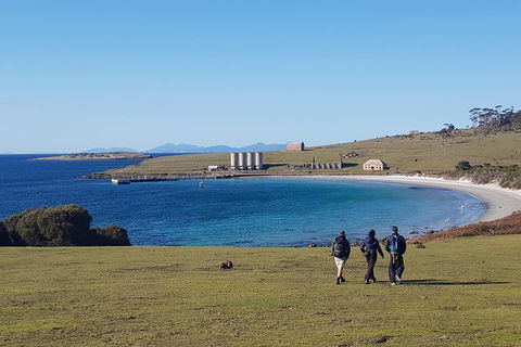 Maria Island National Park - Day Walk And Picnic Lunch - Attractions 12
