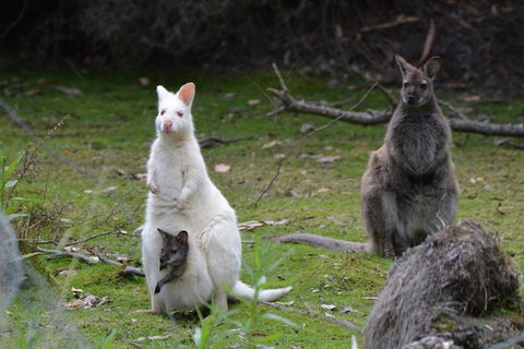 Full-Day Guided Bruny Island Tour From Hobart - Attractions 5