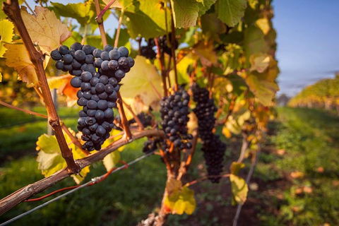 Tastes And Wines - Attractions 0