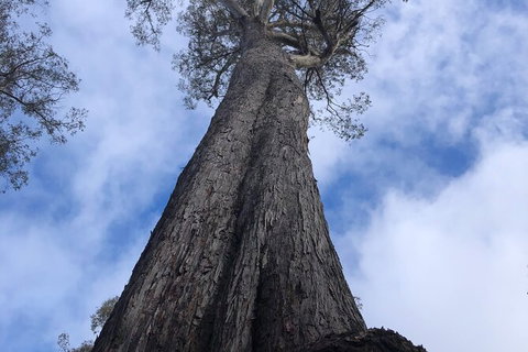 Lake St. Clair And Western Wilderness Active Day Trip From Hobart - See Attractions 12