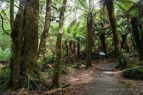 Mt Field And Styx Valley Photography Tour - Attractions 6
