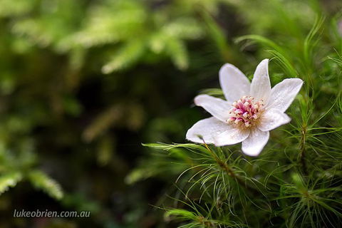 Mt Field And Styx Valley Photography Tour - Attractions 5
