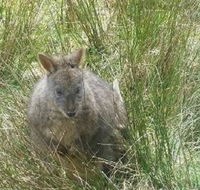 Leven Canyon Day Trip Including Wings Wildlife Park or Gunns Plains Caves from Devonport Ulverstone or Burnie - Attractions