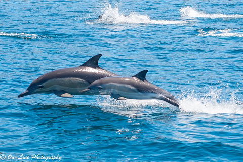 Maria Island Cruise + Walk. Renowned Day Tour With Drinks And Guided Walk - Attractions 14
